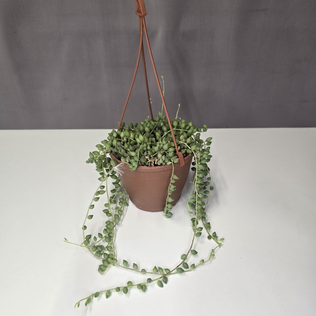 Senecio Herreianus (akasztós) 12/25