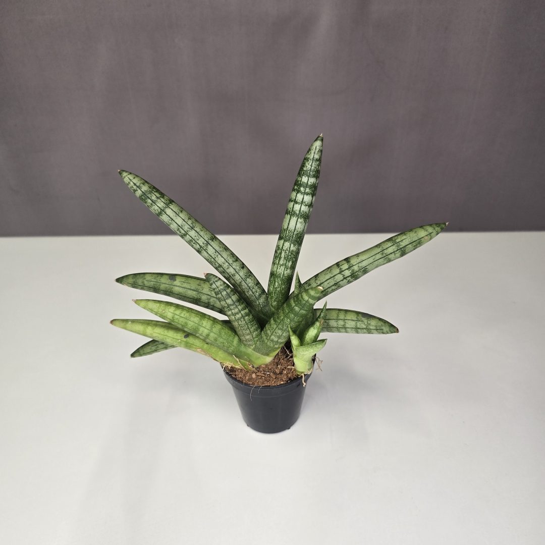 Sansevieria 'Boncellensis' 6/15
