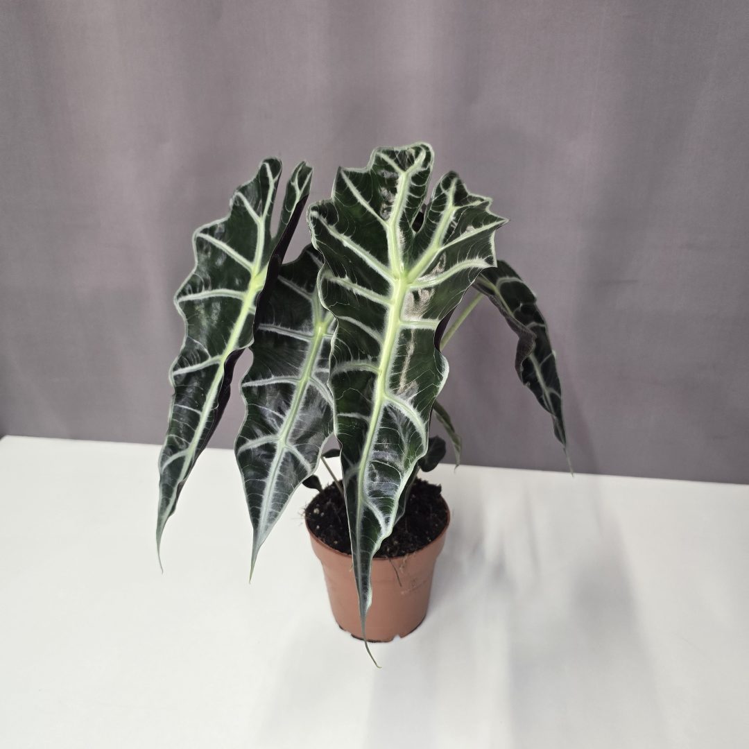 Alocasia Polly 12/30