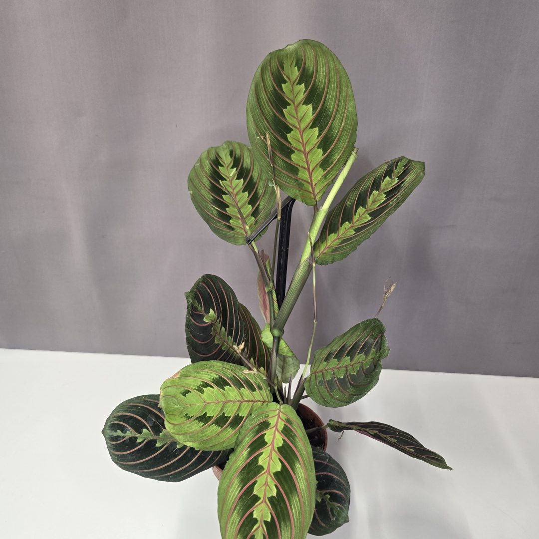 Maranta leuconeura Tricolor - Nyílgyökér 12/30