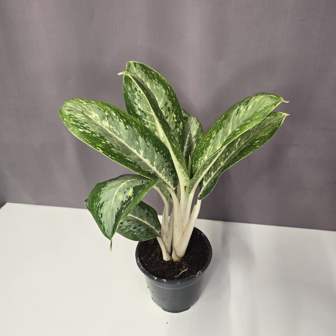 Aglaonema ‘Anouk’ 14/45