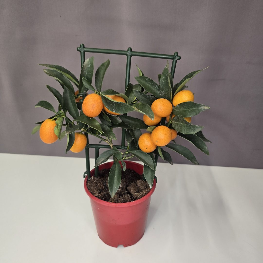 Kumkvat - Koktélmandarin