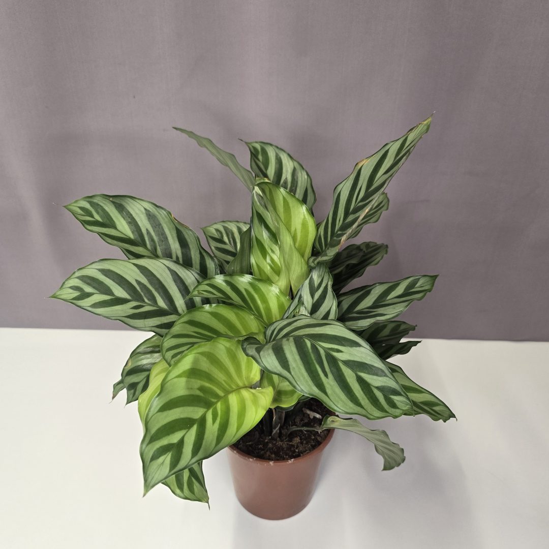 Calathea 'Freddie' 12/35