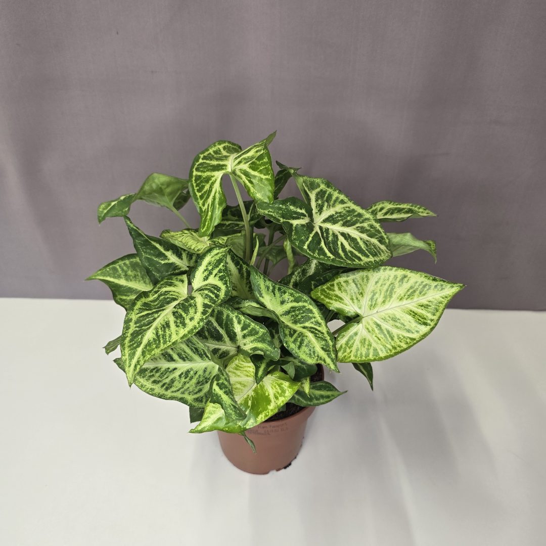 Syngonium 'Arrow' 12/30