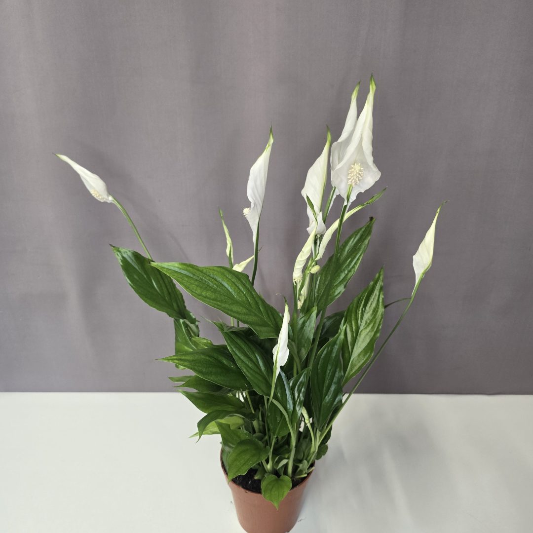 Spathiphyllum - Vitorlavirág 12/40
