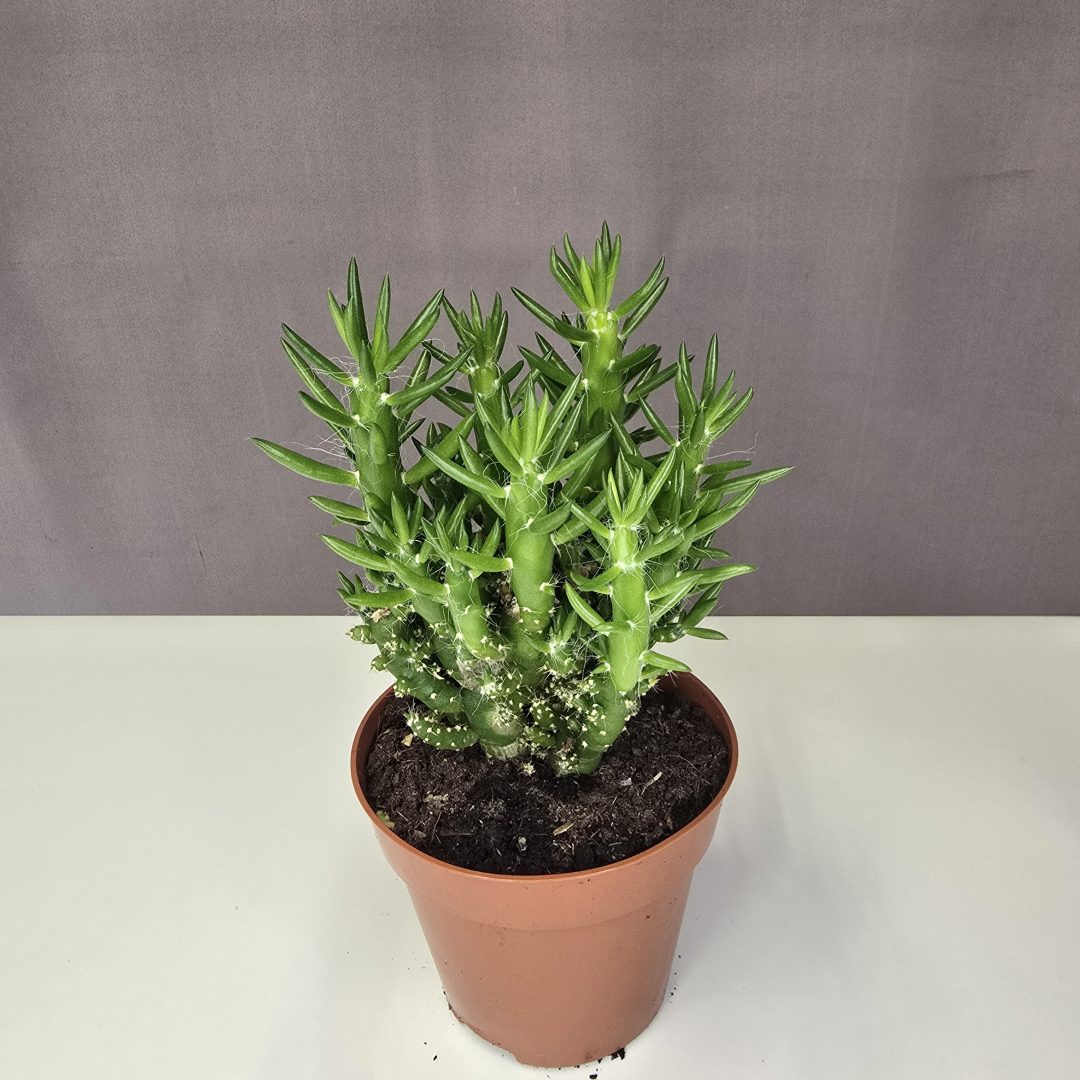 Opuntia subulata 12/20