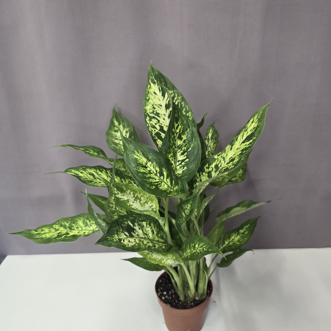 Dieffenbachia Compacta 12/45