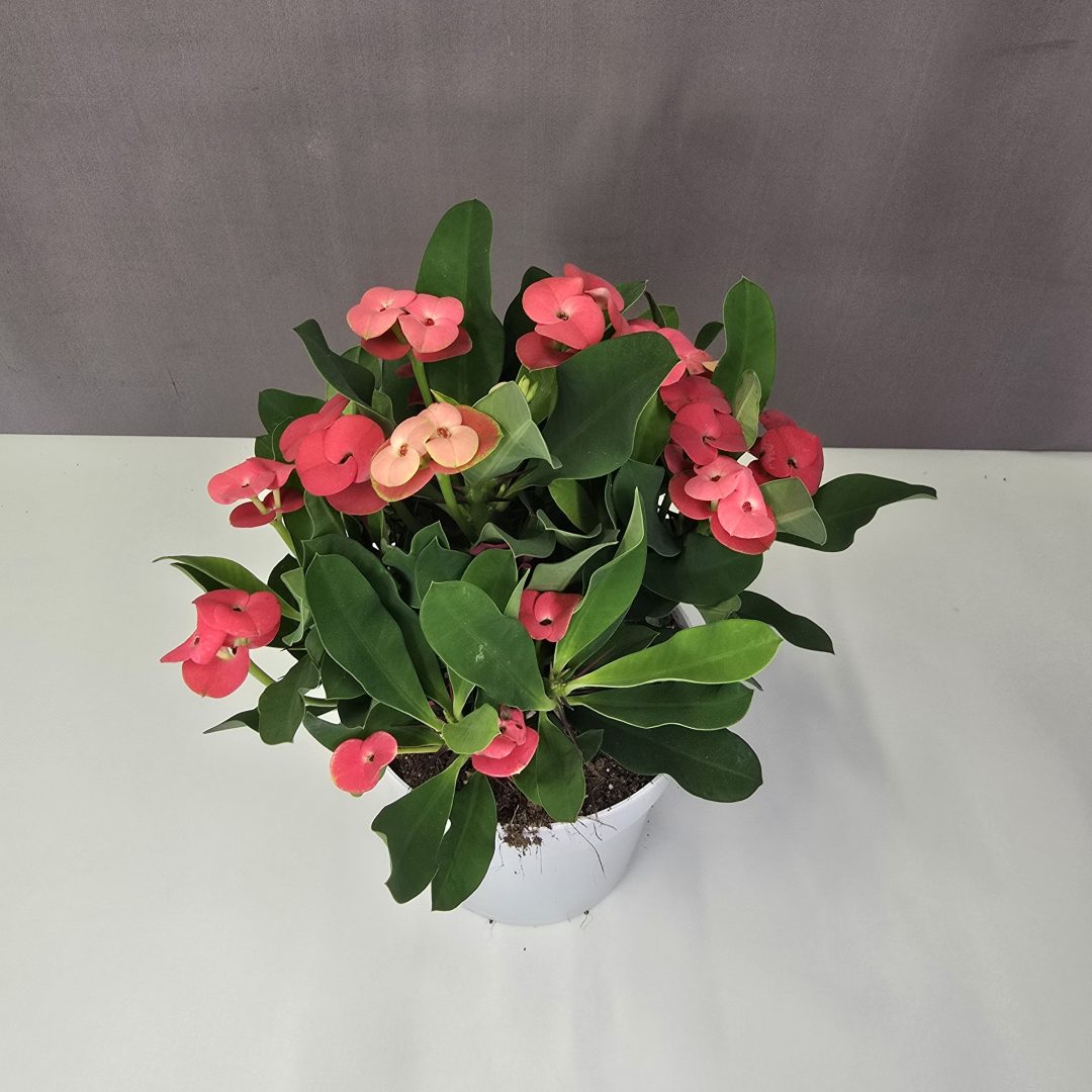 Euphorbia milii 12/20