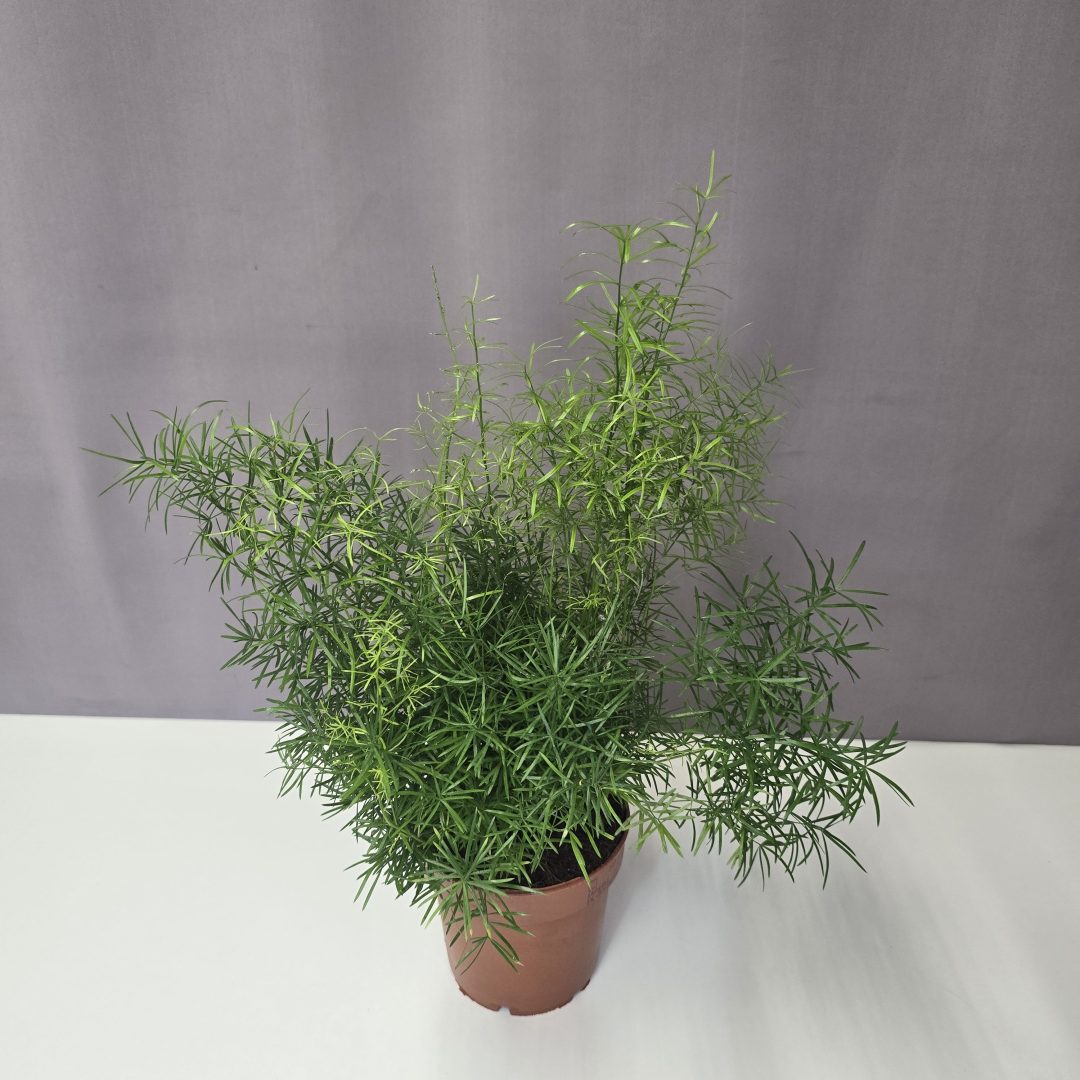 Asparagus Sprengeri 12/40