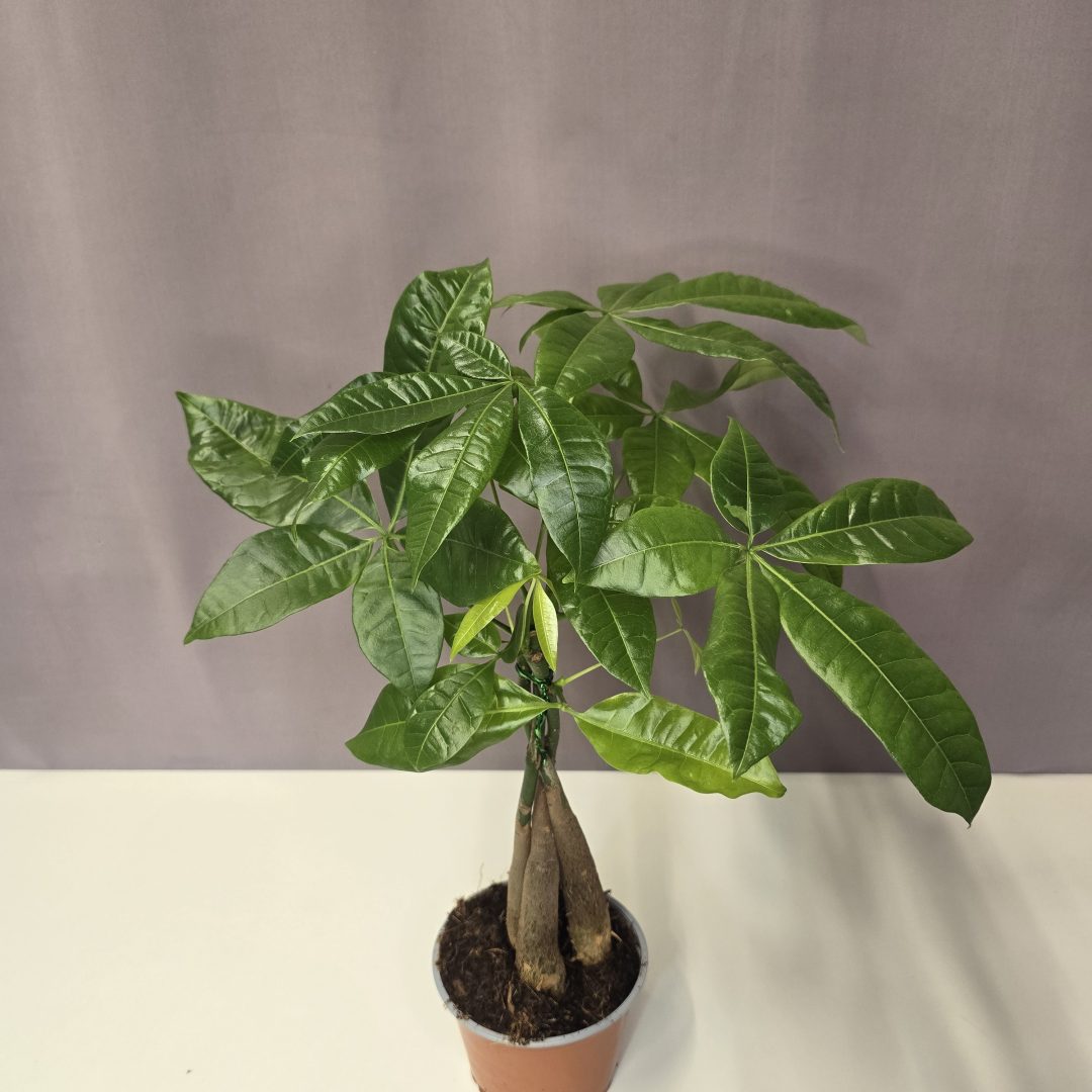 Pachira aquatica - Vadkakaó 3 töves 12/50