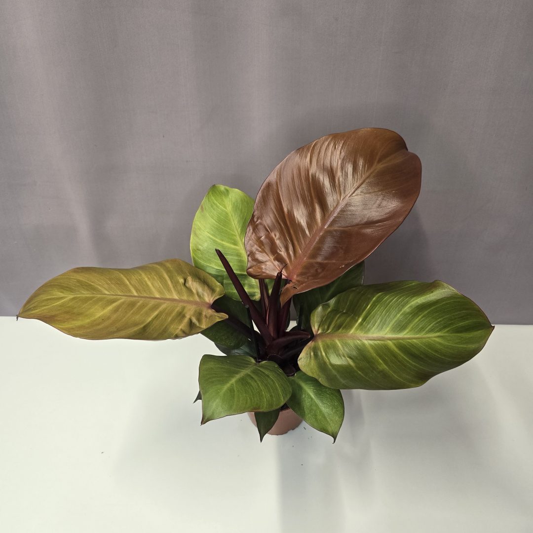 Philodendron 'Sunlight' 12/40