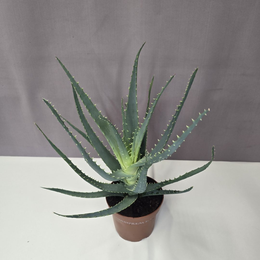 Aloe arborescens - Fásodó Aloe 12/35