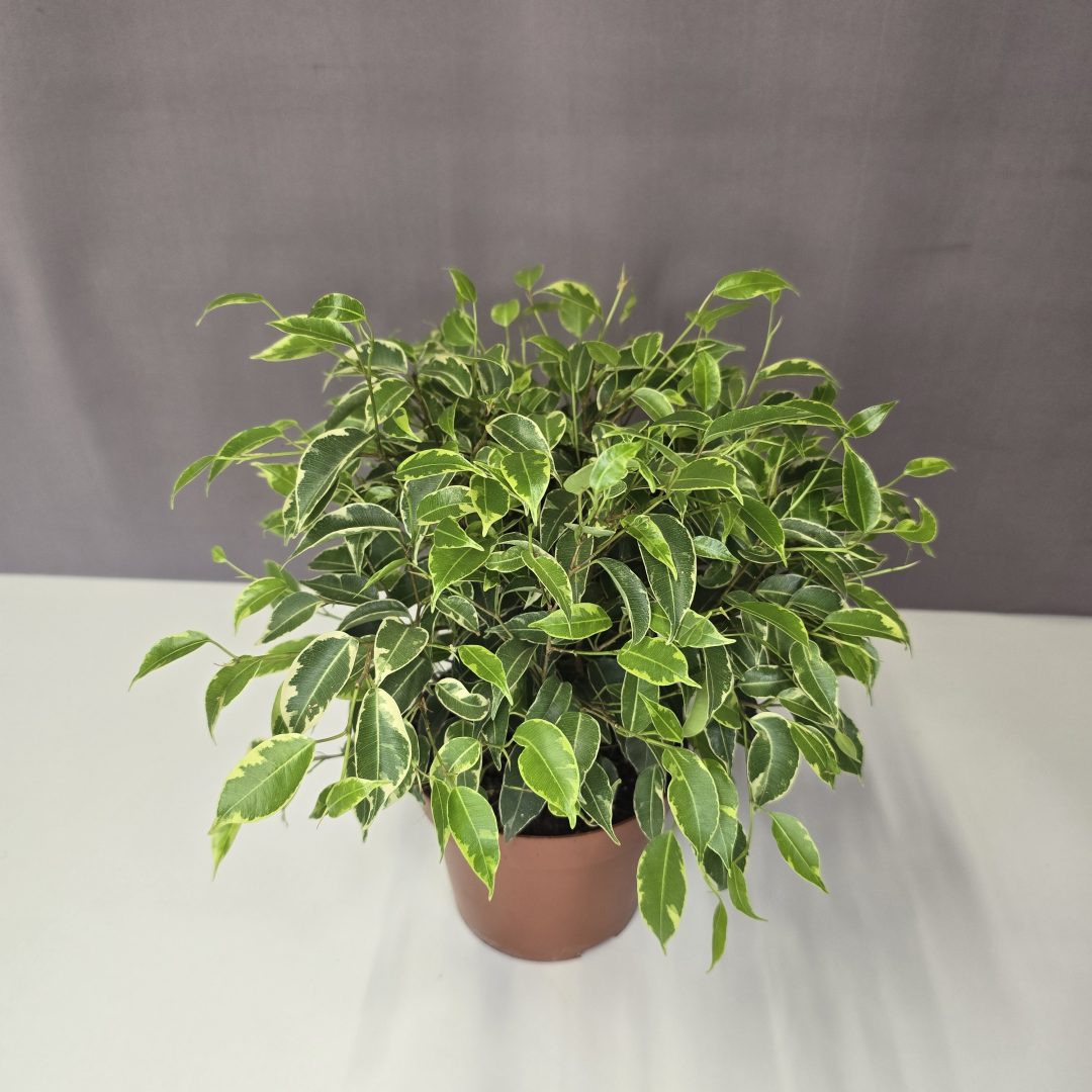 Ficus benjamina ‘Kinky’ - Csüngő fikusz 12/25