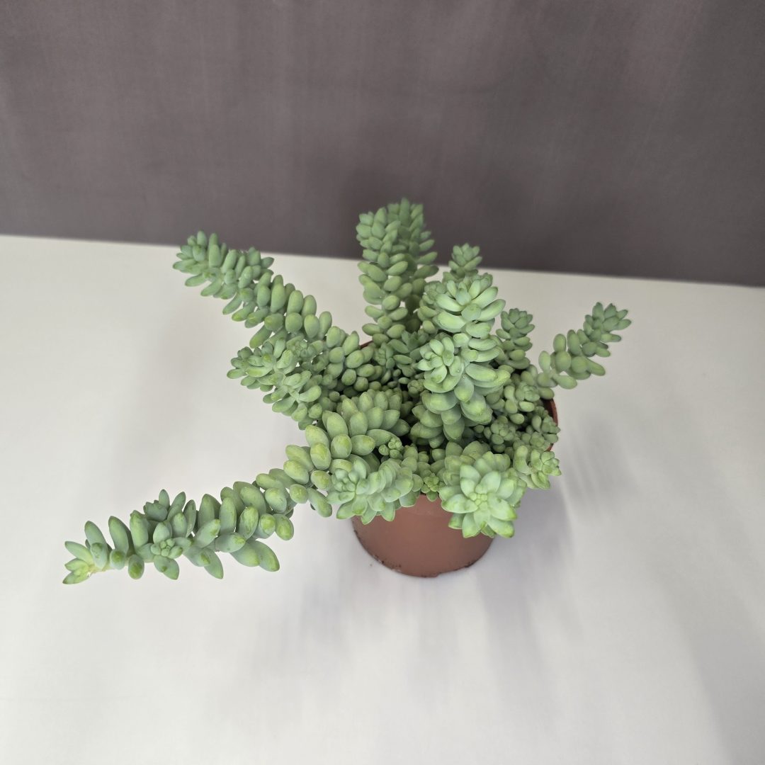 Sedum burrito - Csüngő varjúháj 10/20