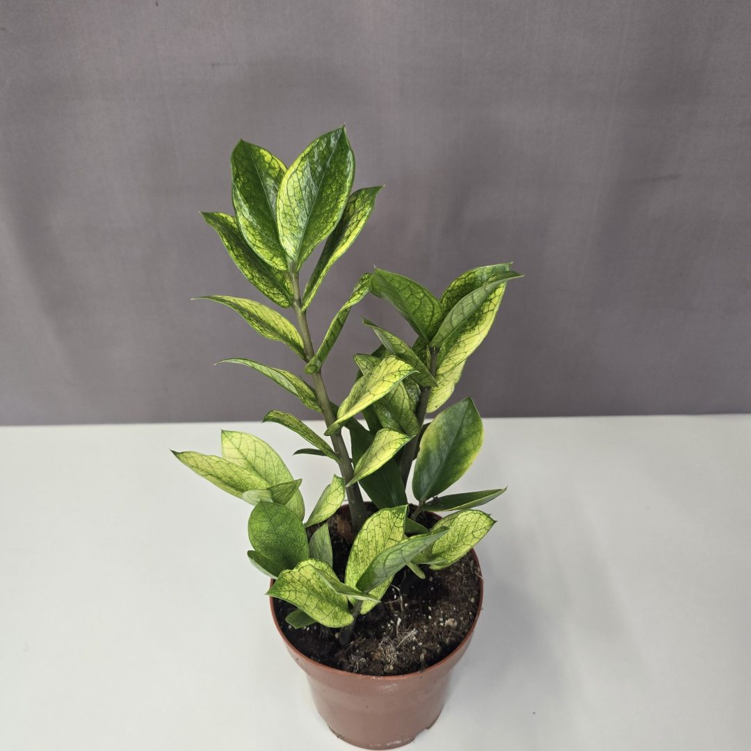 Zamioculcas zamiifolia 'Chameleon' 12/40