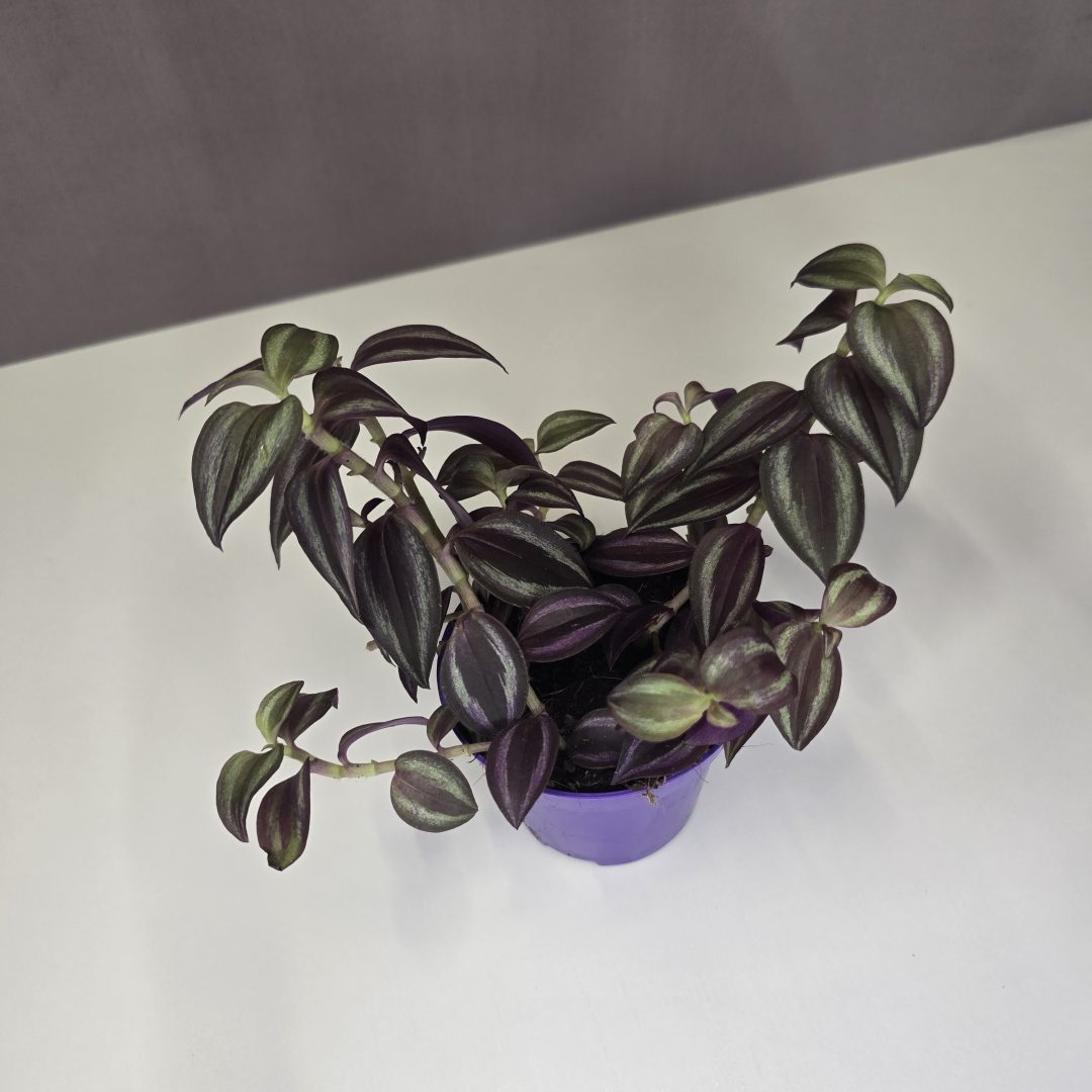 Tradescantia Zebrina - Zebrapletyka 7/10