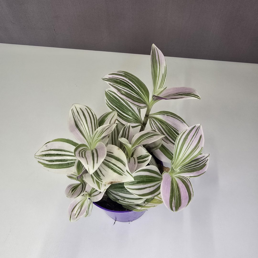 Tradescantia albiflora "Nanouk white" 7/10