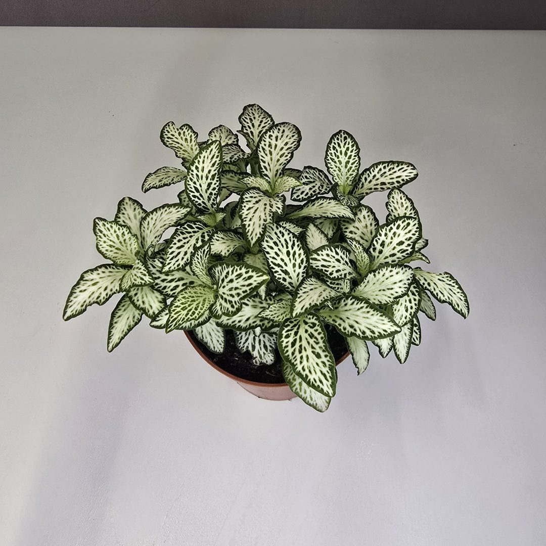 Fittonia mosaic "White forest flame"