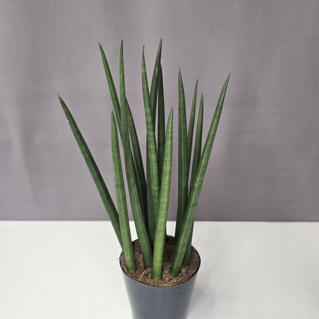 Sansevieria cylindrica 'Spaghetti' 12/40