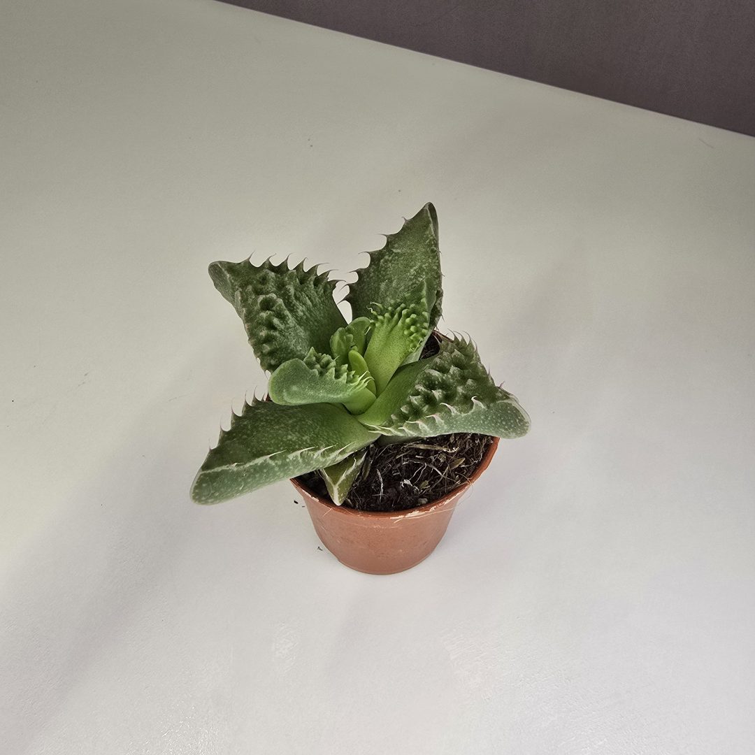 Faucaria Tigrina - Tigris száj 5/10