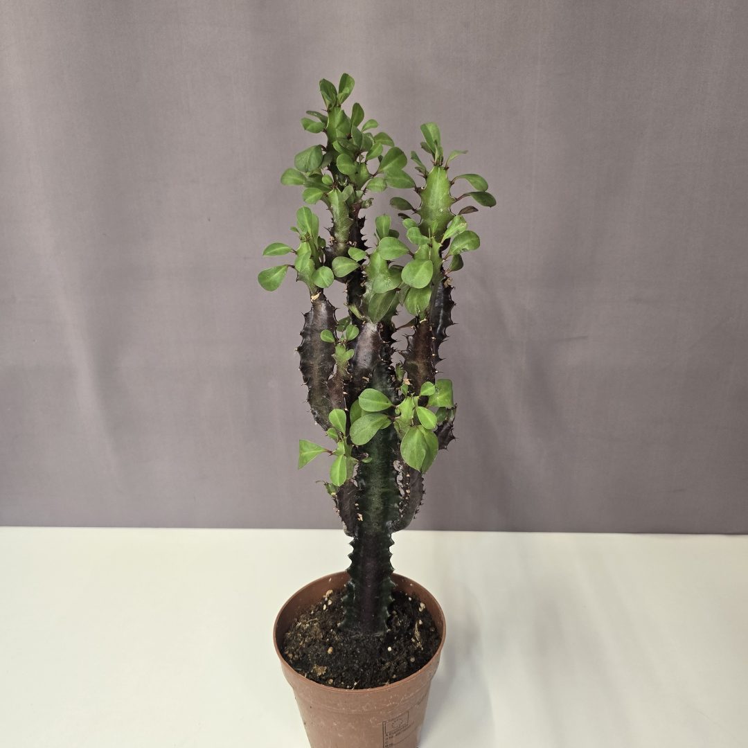 Euphorbia trigona 'Rubra' 12/40