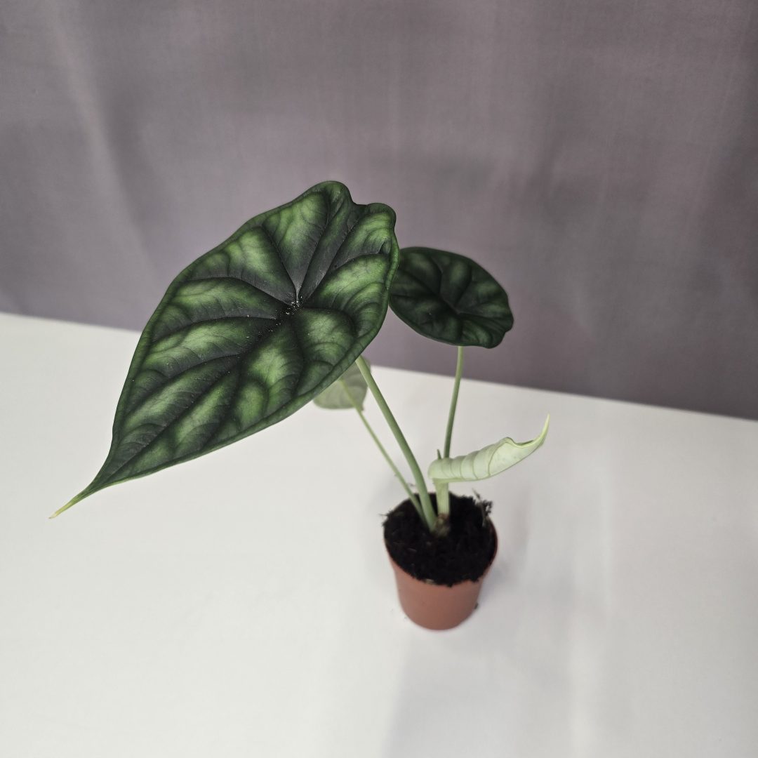 Alocasia 'Dragon scale' mini