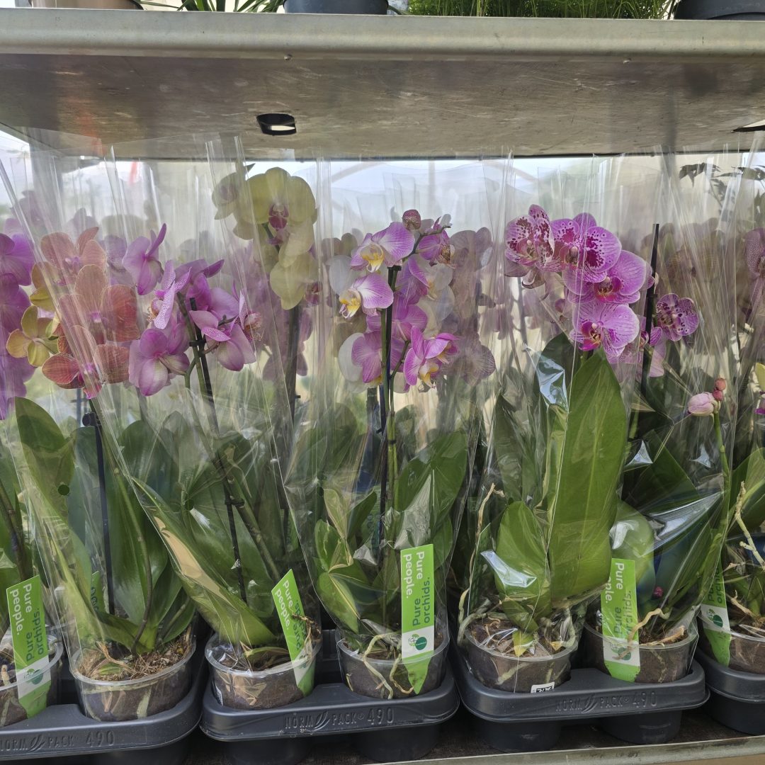 Mentsd meg Orchidea 12/40