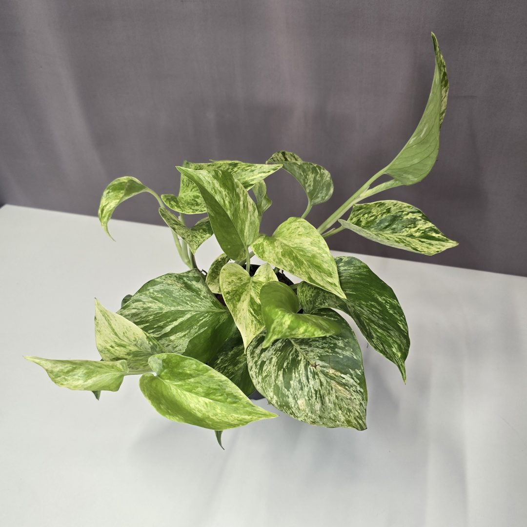 Epipremnum aureum 'Marble Queen' 12/20