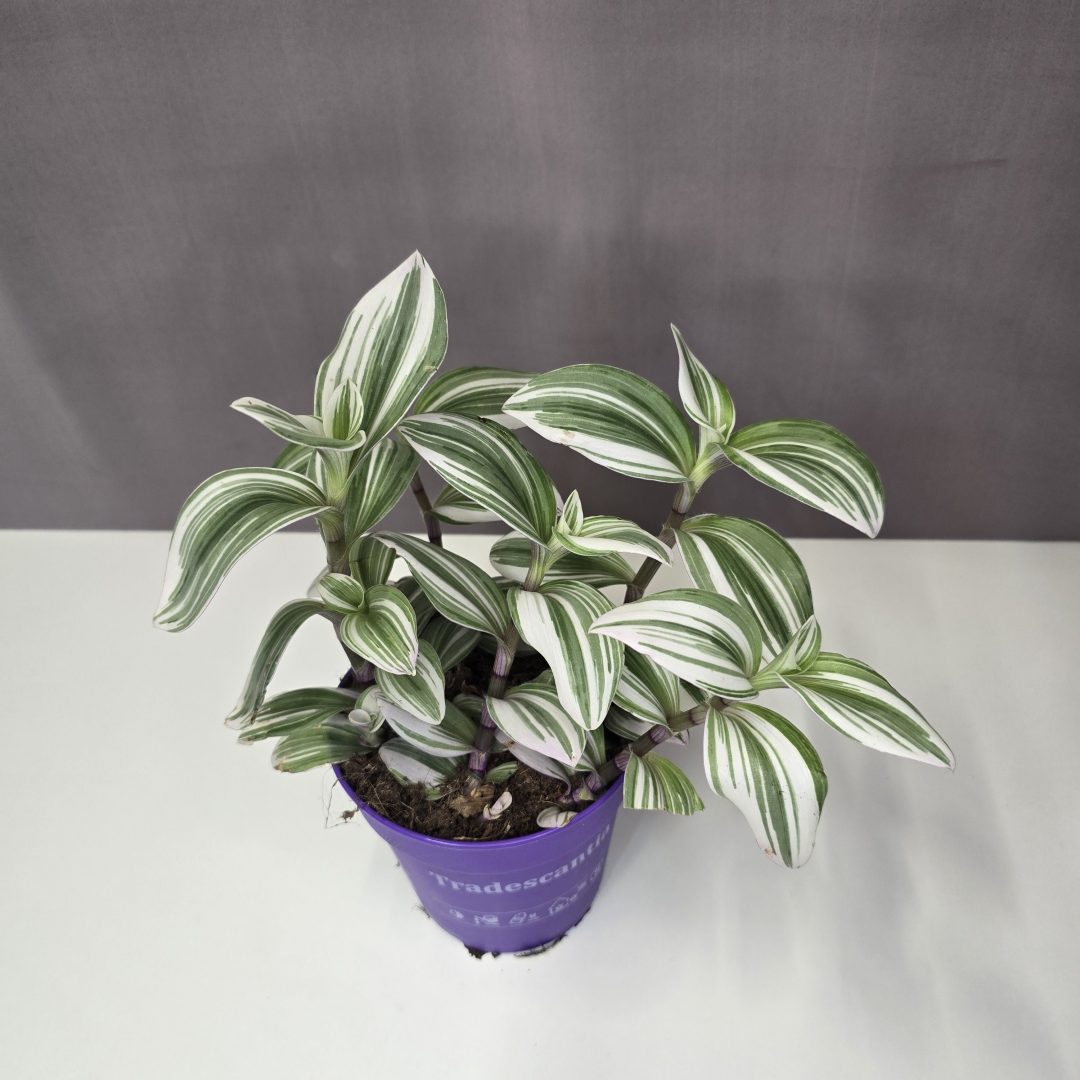 Tradescantia albiflora "Nanouk white" 12/20