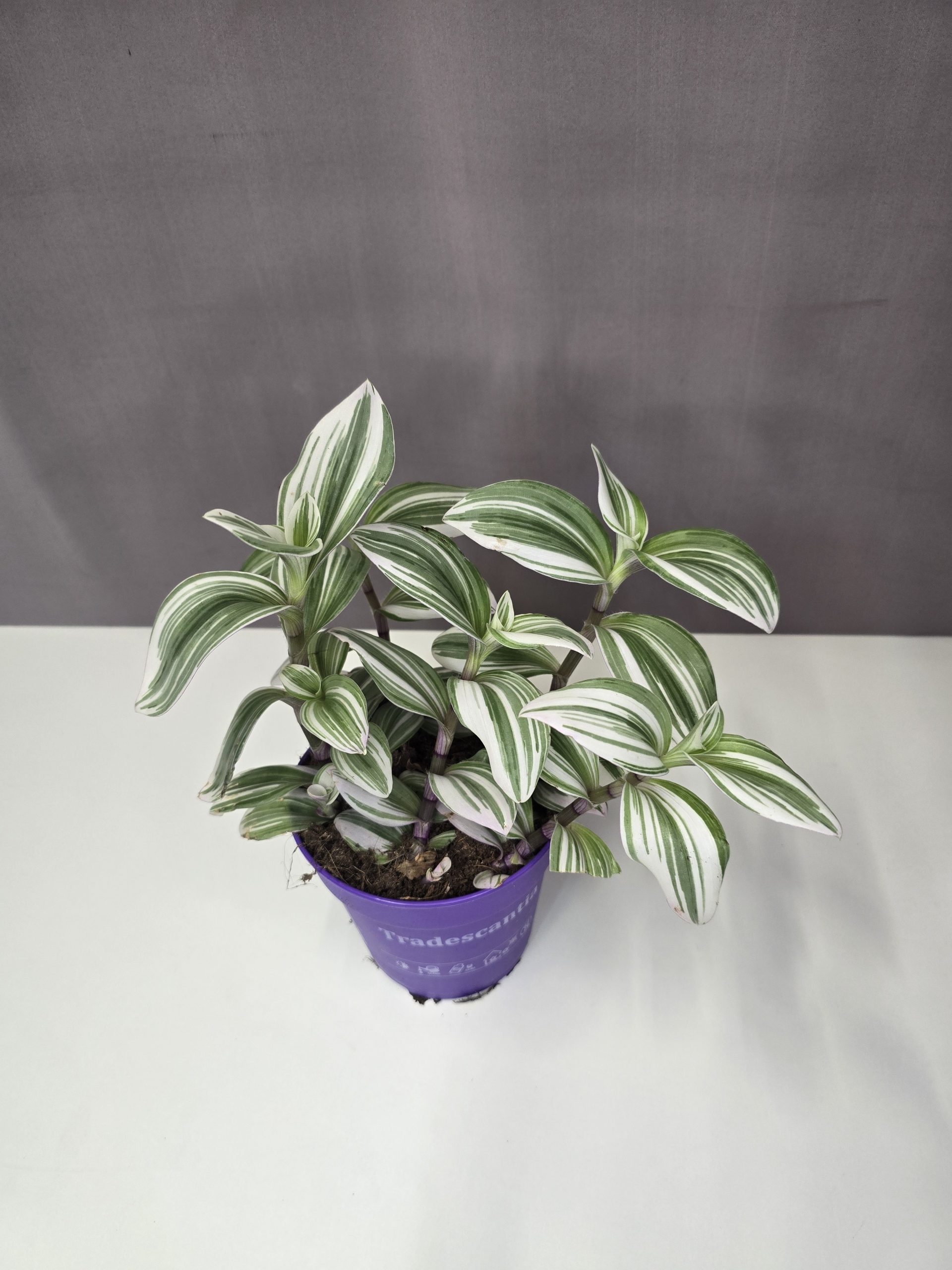 Tradescantia albiflora "Nanouk white" 12/20