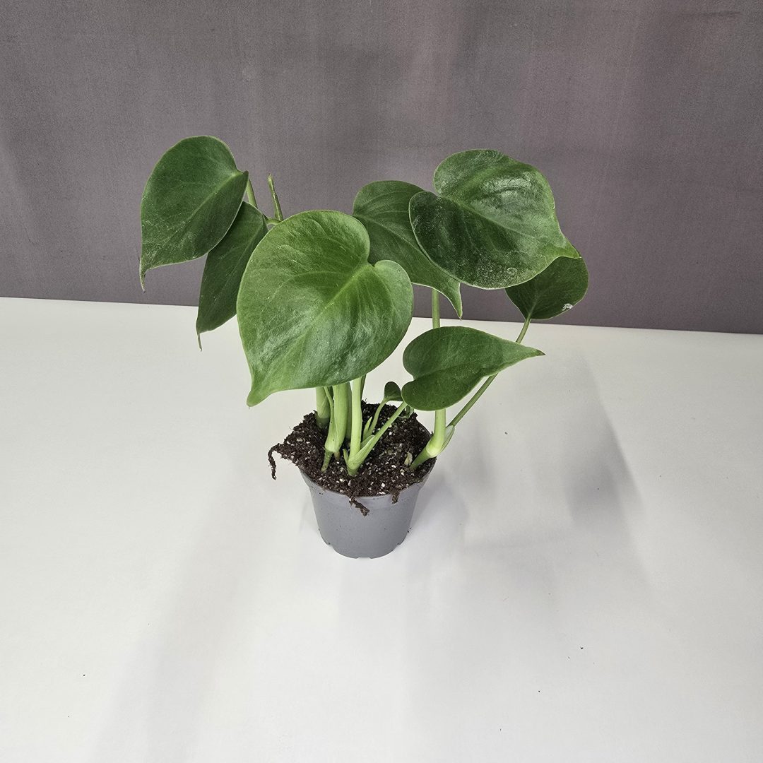 Monstera Deliciosa mini 7/20