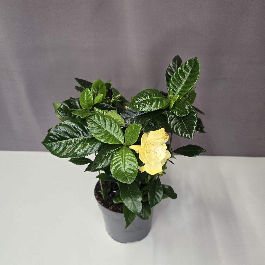 Gardénia - Gardenia jasminoides