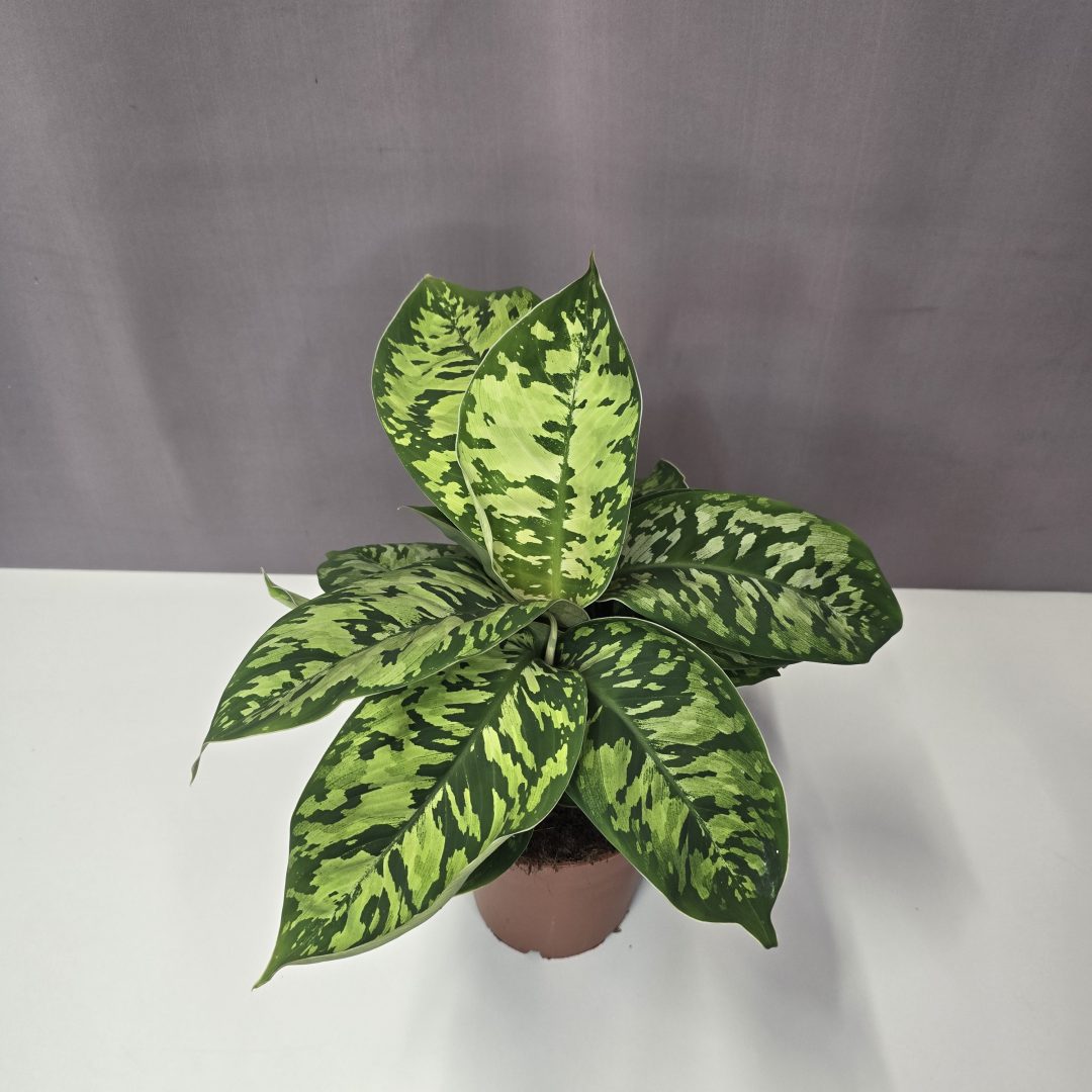 Homalomena wallisii 'Camouflage' 12/25