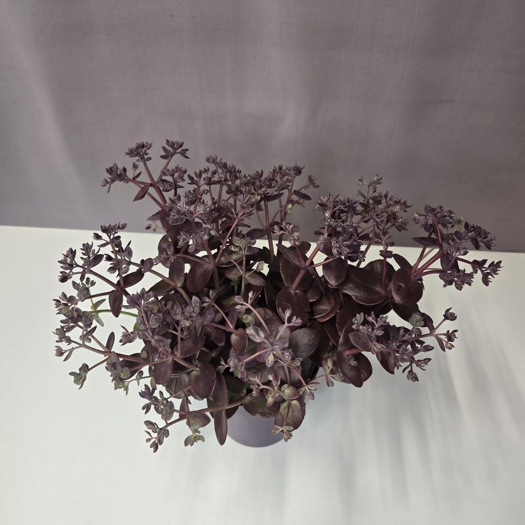 Sedum telephium 'Seduction Cherry Chocolate' 13/25