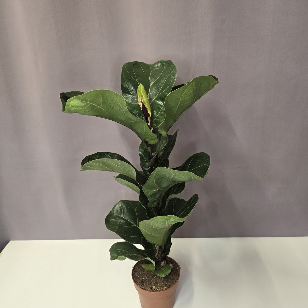 Ficus lyrata - Lantlevelű fikusz 12/60