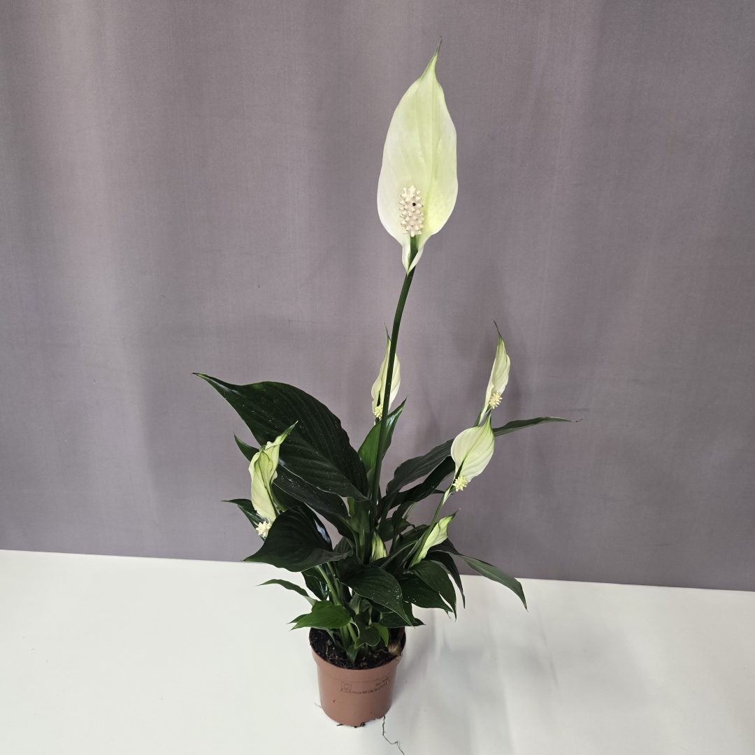 Spathiphyllum - Vitorlavirág 10/35