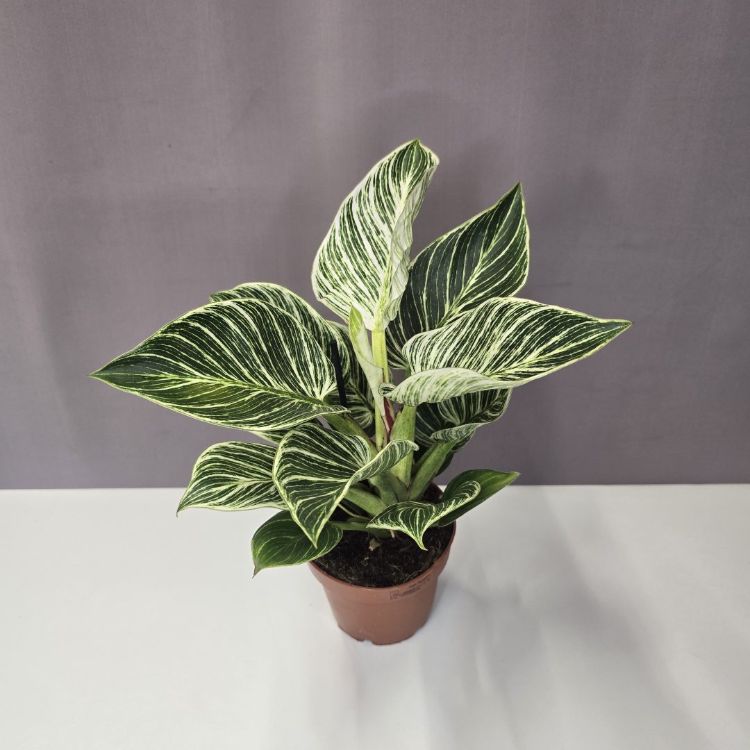 Philodendron 'Birkin' 12/35