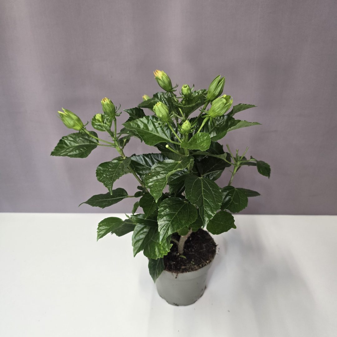 Zsákbamacska Szobai hibiszkusz 12/35