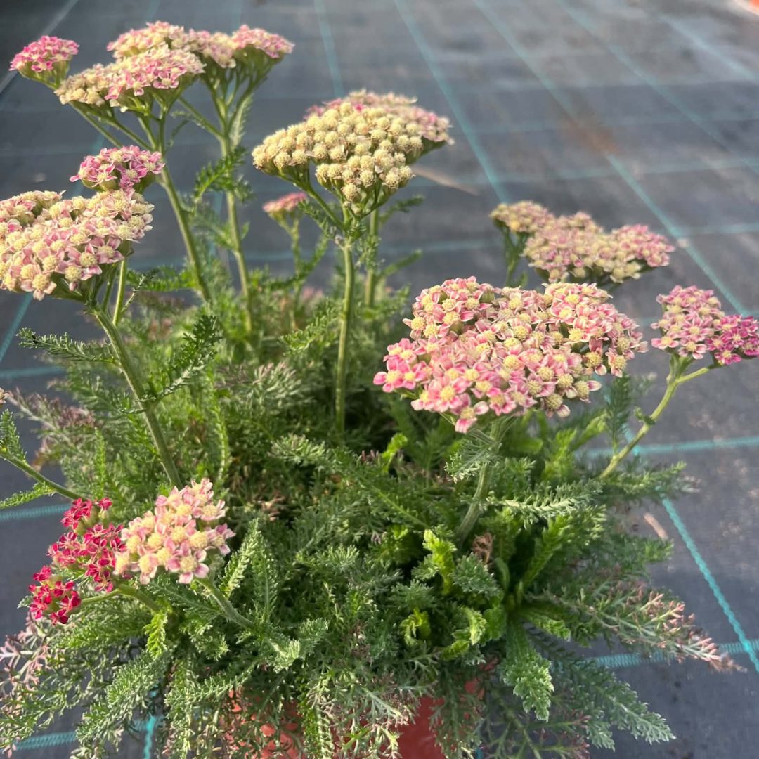 Achillea - Cickafark rózsaszín 14/40
