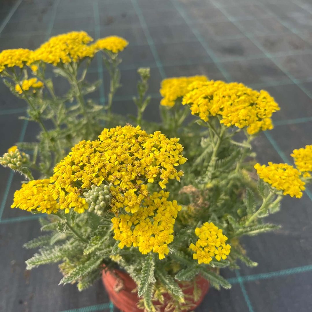 Achillea - Cickafark citromsárga 14/40
