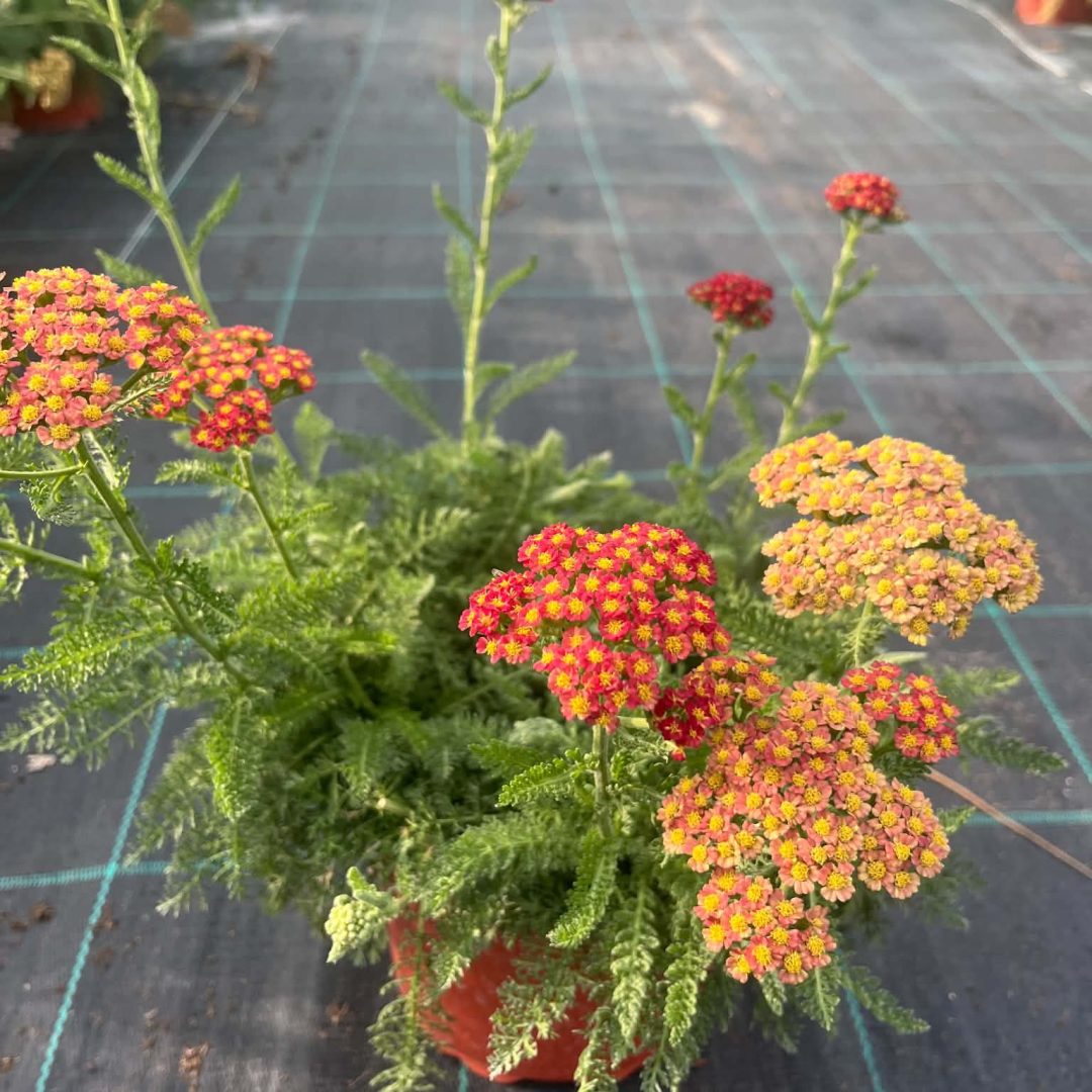Achillea - Cickafark piros 14/40