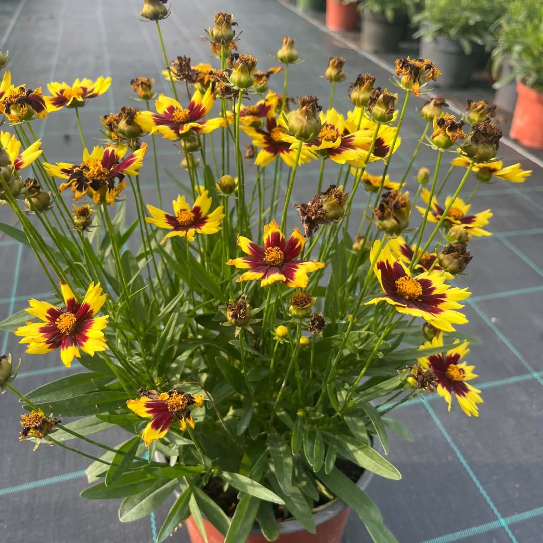 Menyecskeszem - Coreopsis 'Li'l Bang Daybreak' 15/40
