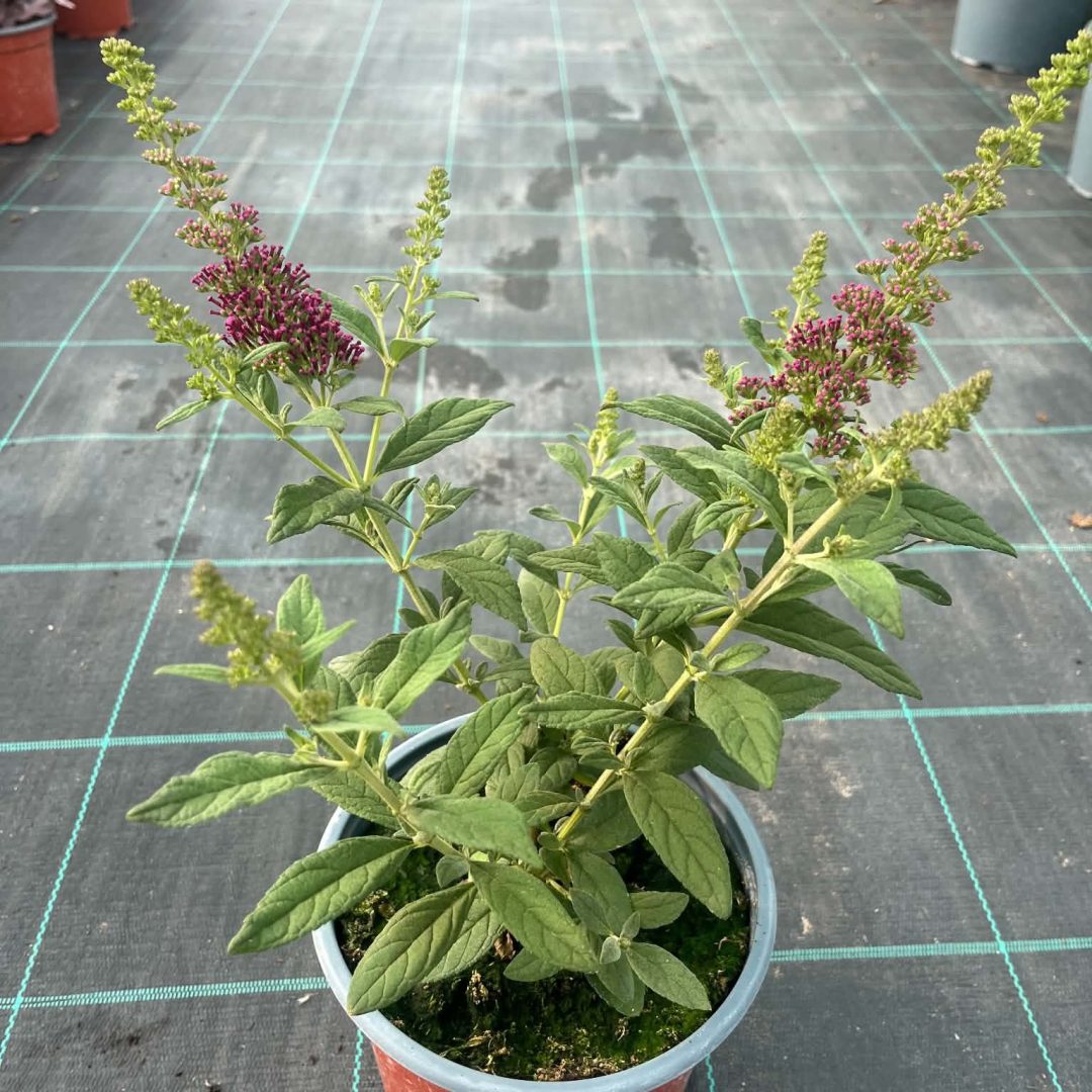 Buddleja davidii ‘Summer Beauty’ - rózsaszín nyáriorgona 15/40