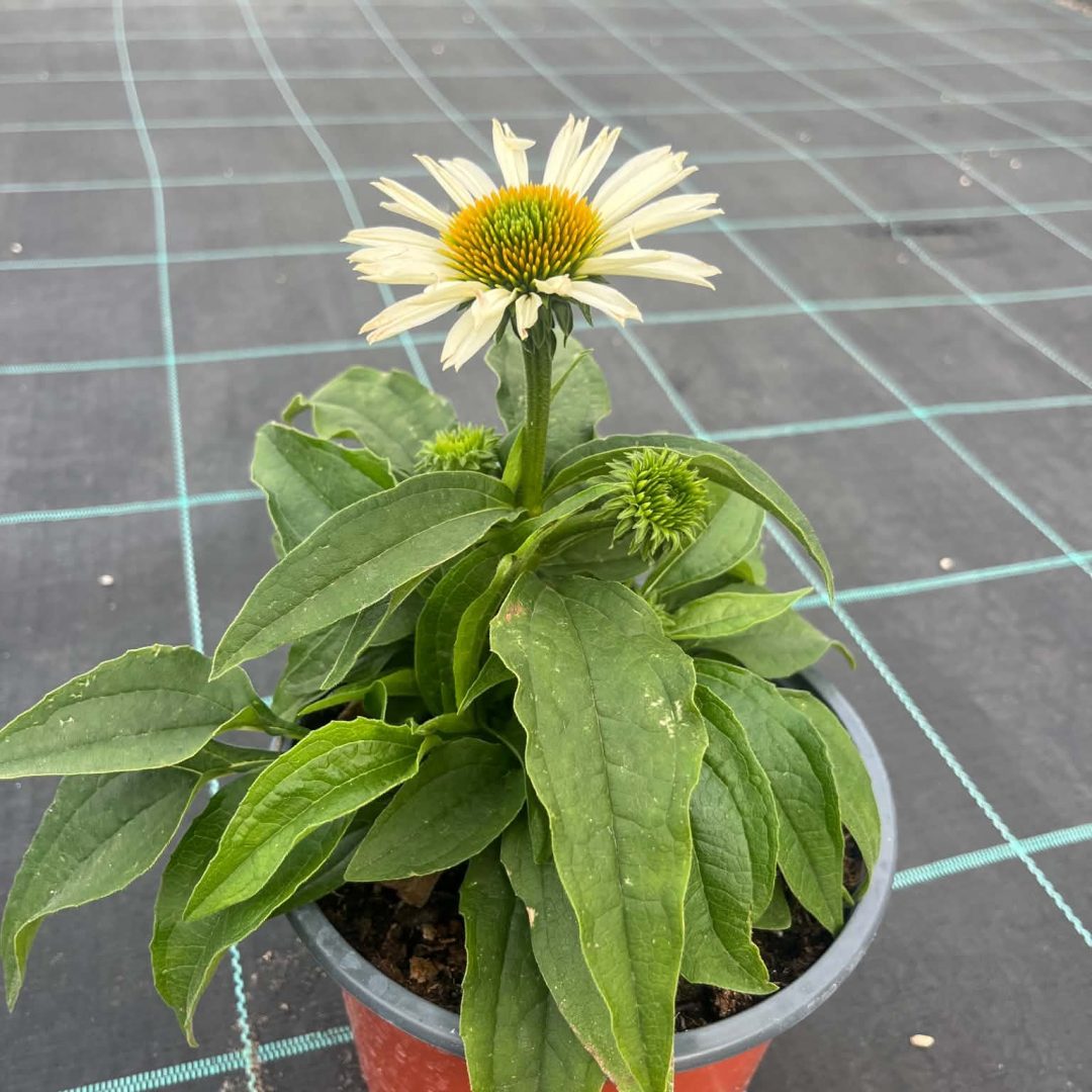 Echinacea purpurea - Fehér kasvirág 16/40