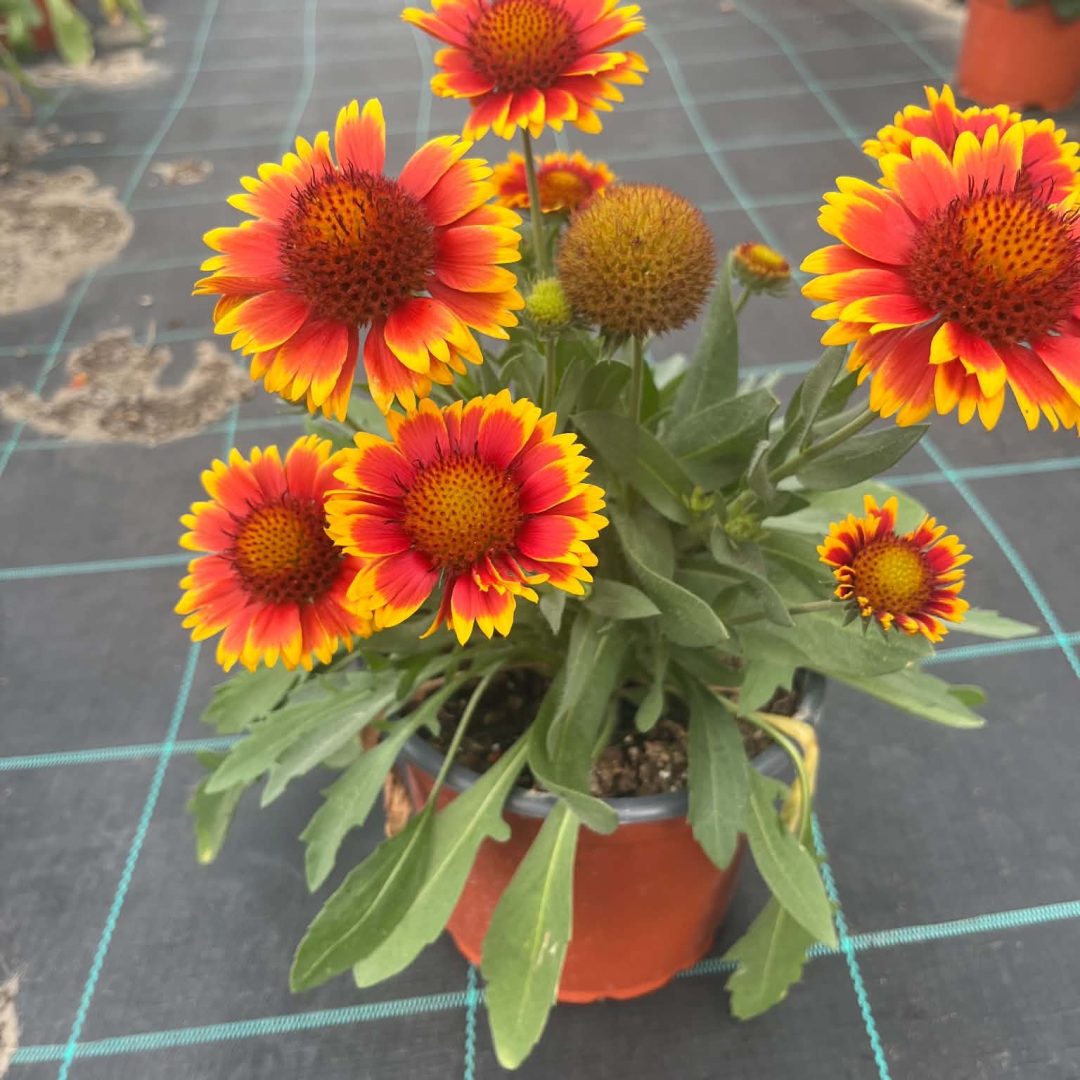 Gaillardia aristata ‘Arizona Sun’ – Kokárdavirág 16/40