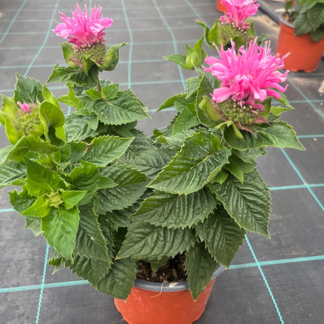 Méhbalzsam – Monarda didyma 'Bee Free' 16/40