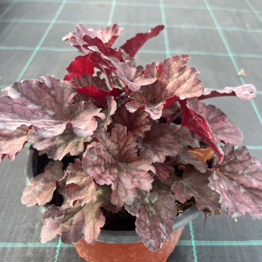 Heuchera 'Beautiful Dancer' – Tűzeső 16/30