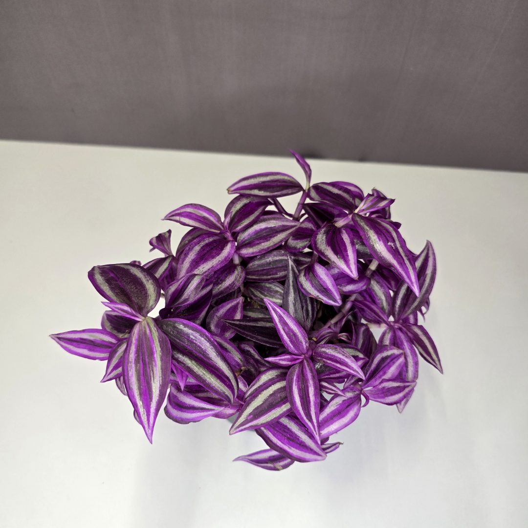 Tradescantia 'Pink Paradise' 12/20