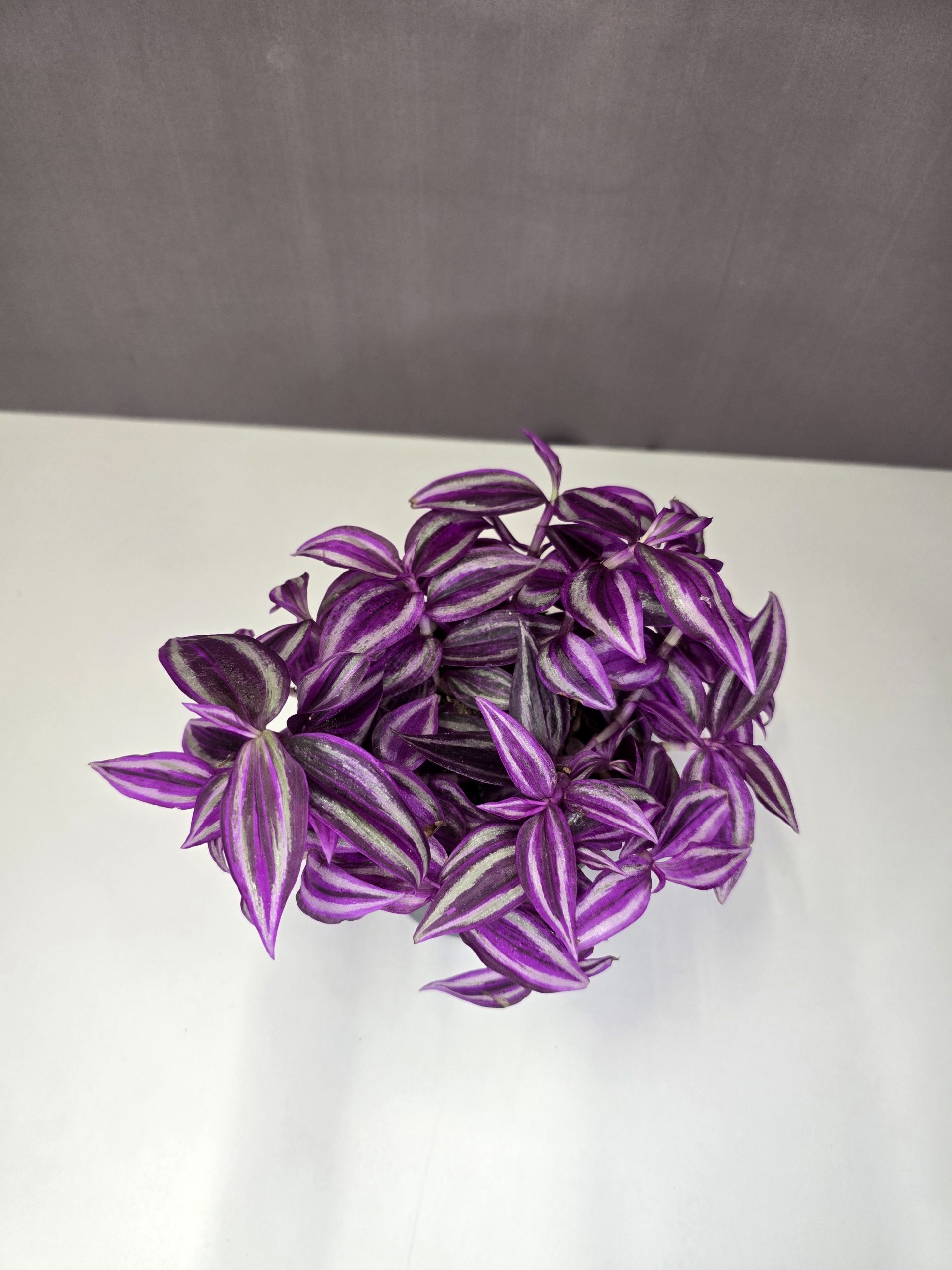 Tradescantia 'Pink Paradise' 12/20