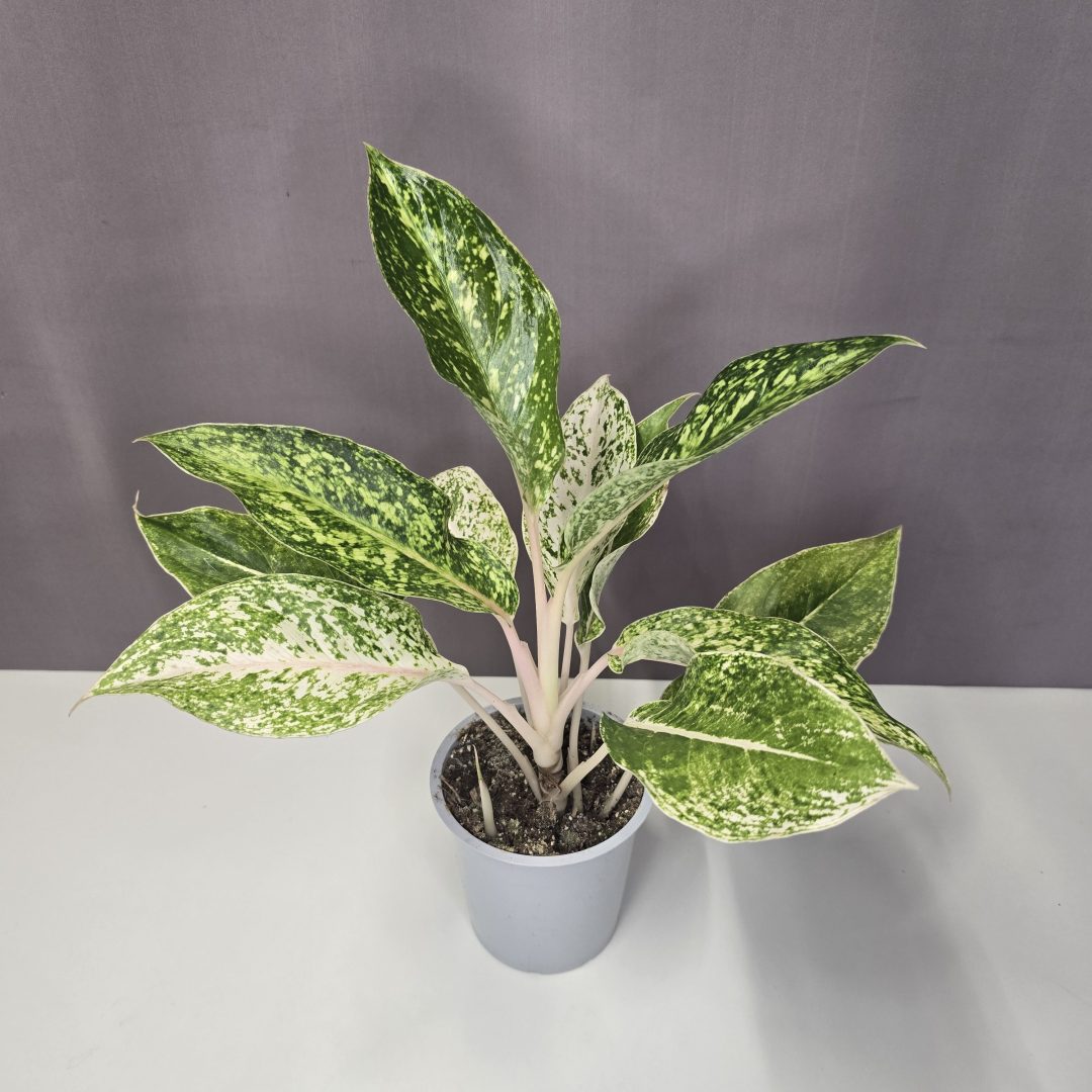 Aglaonema 'Green Star' 12/40